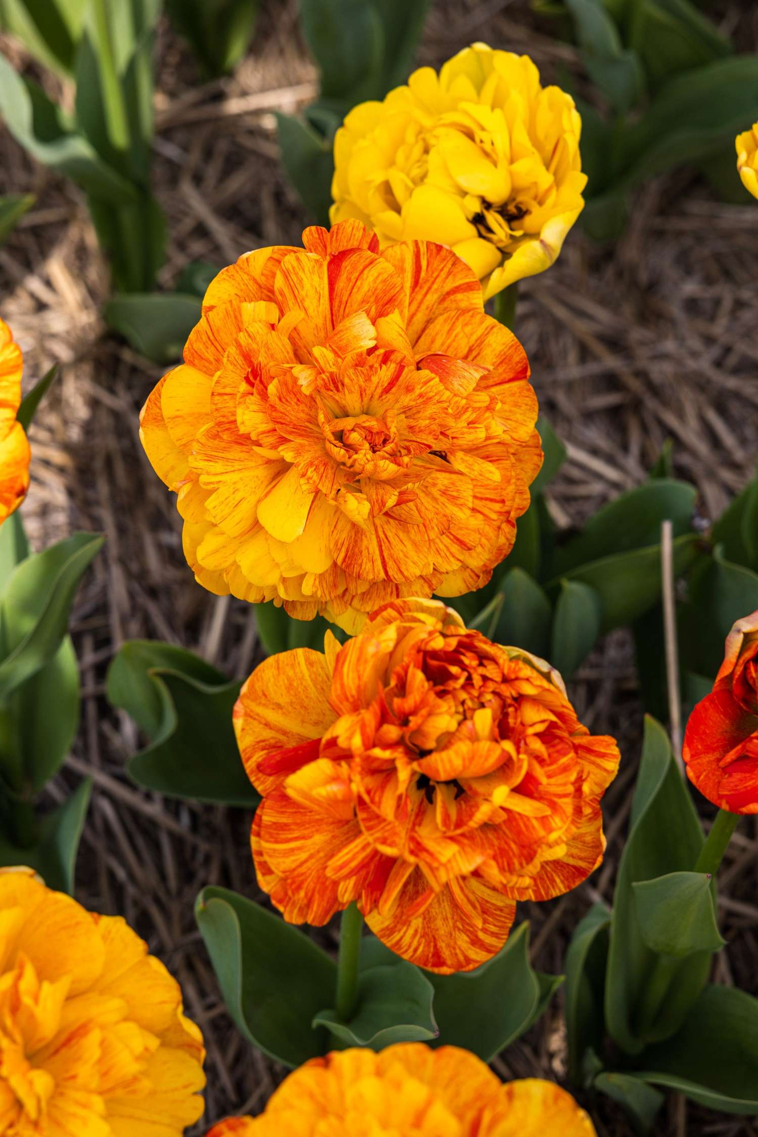 Tulppaani 'Sun Lover'
